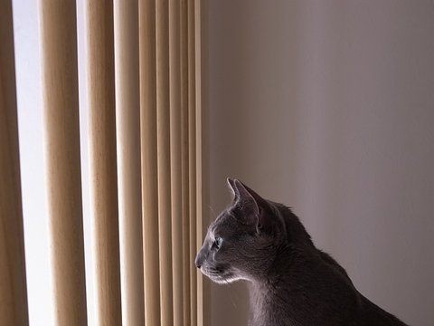 天然木の猫脱走防止ドア完成 あおきいろ帳