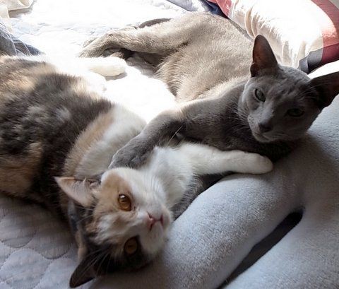 無敵の抜け毛（猫毛）掃除グッズ : あおきいろ帳