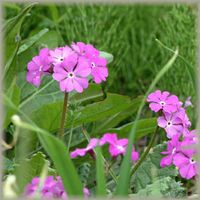 今日の誕生花は さくら草 花言葉は 若い時代と苦悩 です きままなブログ