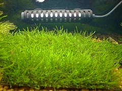 手作りウィローモスマットは めだか飼育ブログ メダカの飼い方日記
