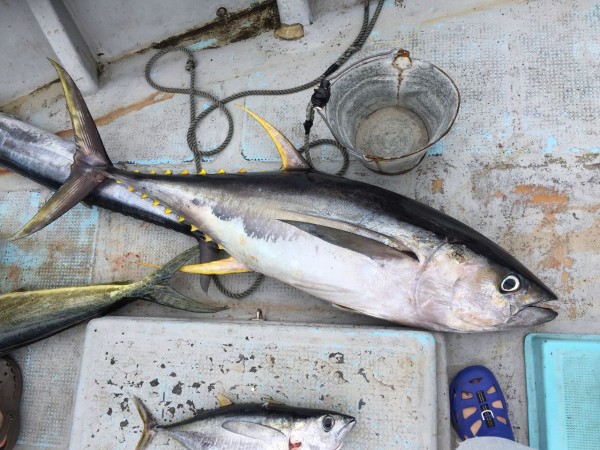 パワースロー キハダ 逃がした魚は大きい