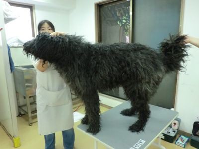 大型犬のトリミング ブービエデフランダース トリマー 青山ケンネルスクール横浜校のブログ