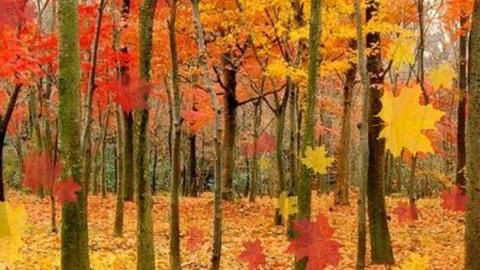 秋のド本命ライブ壁紙 紅葉が風情あふれる メープルリーフライブ壁紙