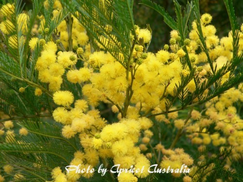 オーストラリアの国花 ワトルフラワー アプリコットの オーストラリアに魅せられて