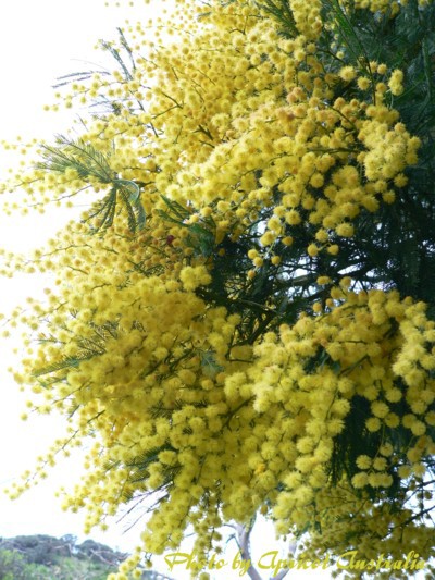 オーストラリアの国花 ワトルフラワー アプリコットの オーストラリアに魅せられて
