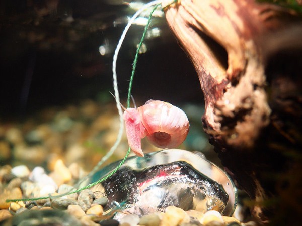 水草 鉄分強化のその後 小型水槽で小型魚