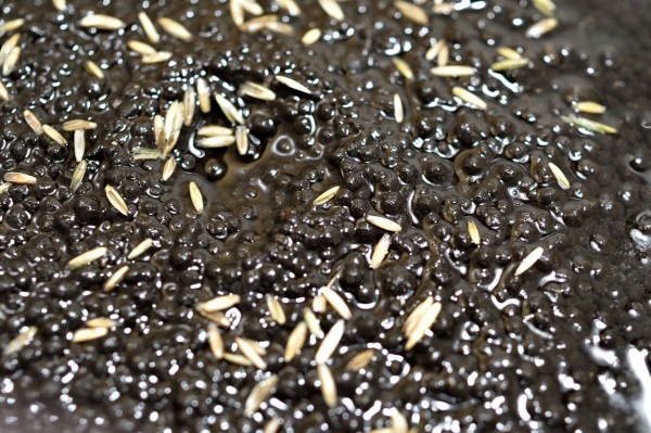 プレミアムシード 種まき 水槽立ち上げ さぁ 外に出よう