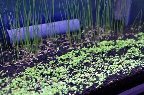 プレミアムシード 種まき 水槽立ち上げ さぁ 外に出よう