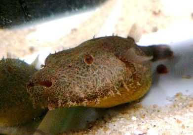 毛フグ 竹島水族館飼育係りのイチ押し生物