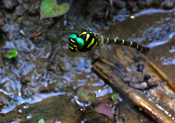 警告色 ハートスタッフｂｌｏｇ