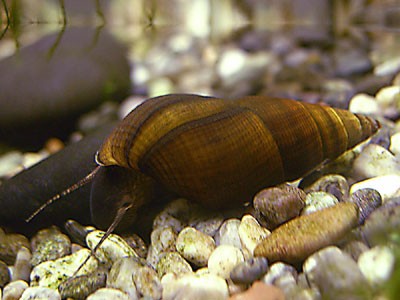 カワニナ カワニナ 寿命ってどんくらいかな アクアリウム速報