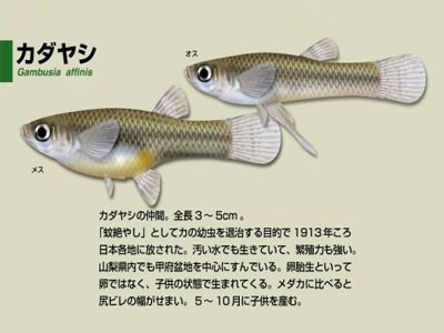 カダヤシ カダヤシ メダカに似てるけど 特定外来生物 ｗｗｗ アクアリウム速報