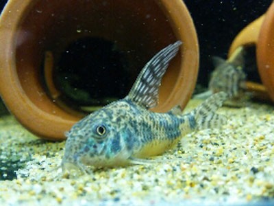 コリドラス ハイフィン青コリが欲しいけど見かけない アクアリウム速報