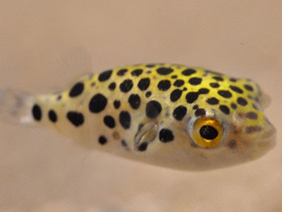 アクアリウム 我が家のミドリフグが可愛すぎると話題にpart3 アクアリウム情報 アンテナサイト アクアリウムの輪