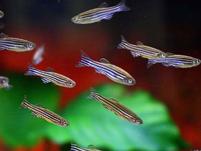 ゼブラダニオ 混泳できる丈夫で安価なおすすめの魚教えて アクアリウム速報