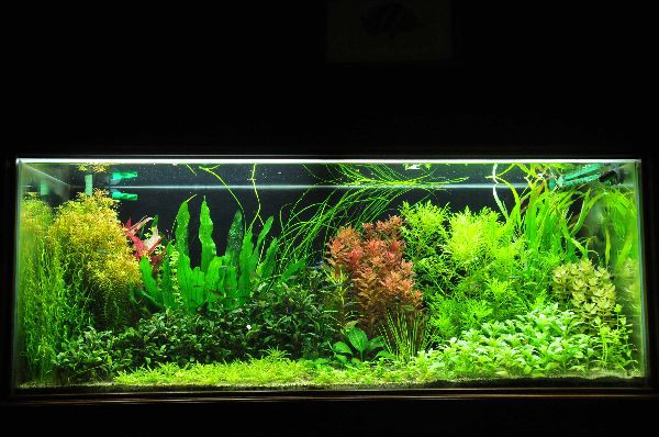 水草水槽を始めたくなる写真 画像集 めだか屋愛徳 あいなる アクアリウム情報 アンテナサイト