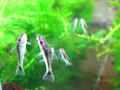 オトシンクルス ガラスに張り付いて全く動かない アクアリウム速報