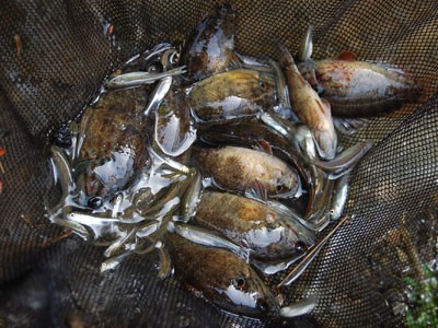 オヤニラミ オヤニラミ 多摩川がオヤニラミだらけwww アクアリウム速報 オヤニラミ オヤニラミ 多摩川がオヤニラミだらけwww アクアリウム速報