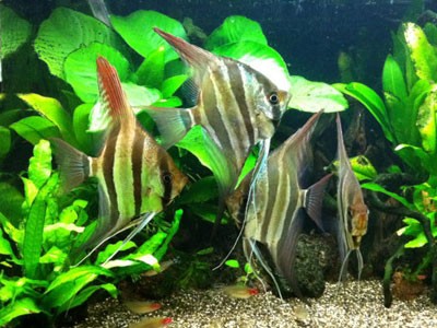 エンゼルフィッシュ 何かの病気でしょうか めだか屋愛徳 あいなる アクアリウム情報 アンテナサイト