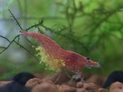 寄生虫 寄生虫 この緑色の物体の正体は寄生虫の可能性 アクアリウム速報