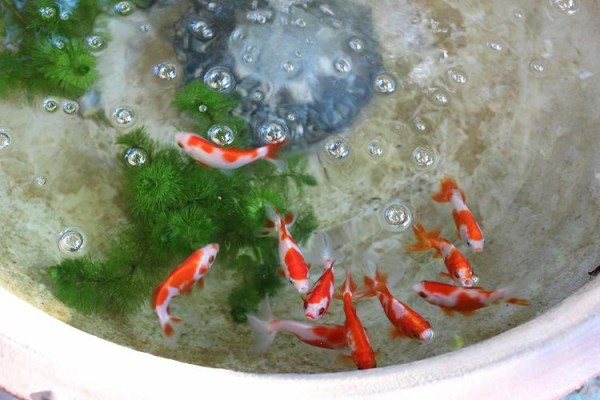 金魚 飼い方を詳しく教えて めだか屋愛徳 あいなる アクアリウム情報 アンテナサイト