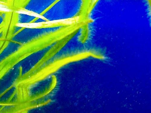 アクアリウム 水草につく緑色の産毛状の苔 アクアリウム速報
