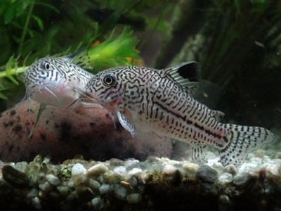 コリドラス 全然大きくならない 水槽の環境だと大きくならない アクアリウム速報