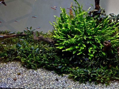 水草 水草 ブセファランドラって株分けで増やしてくんじゃないの アクアリウム速報
