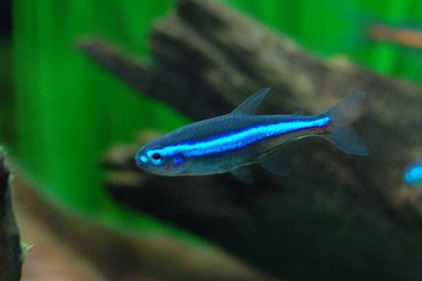 グリーンネオンテトラ グリーンネオンテトラは淡水魚の中で一番鮮やかな青をしている めだか屋愛徳 あいなる アクアリウム情報 アンテナサイト