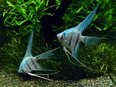 エンゼルフィッシュ みんな知ってる魚だけど最初から最後まで愛し続けるのが難しい魚だと思う めだか屋愛徳 あいなる アクアリウム情報 アンテナサイト