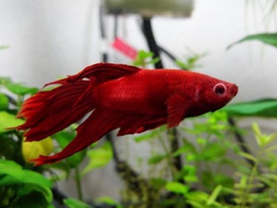 ベタ 粘膜剥離が止まらず もうどうすれば めだか屋愛徳 あいなる アクアリウム情報 アンテナサイト