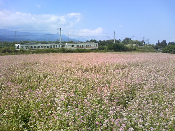 中川村赤そば花まつり ハネニッキ