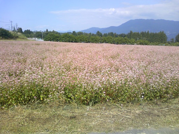中川村赤そば花まつり ハネニッキ