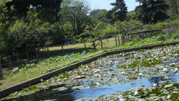 大船フラワーセンター バラ 芍薬 ２０１６ ５月 かまくら Kamakura 鎌倉 ｔａka２ 鎌倉歩いて 935 9km 鎌倉の季節の花 を中心に鎌倉の旬を紹介ています