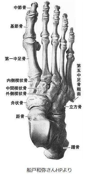足関節って何の骨からできている？ : 理学療法士 （ＰＴ） だって 人間だもん