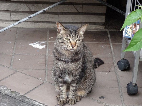 動物ネタ 朝ねこ 鯉 昼ねこ 土用の丑の日 三毛猫ランチ２