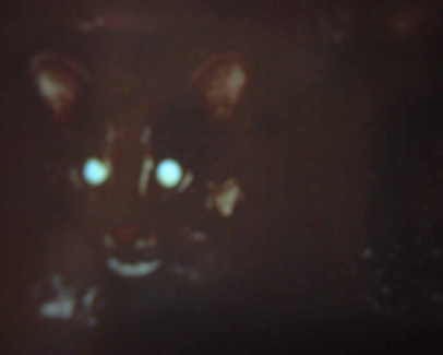 未確認生物 ヤマピカリャー 沖縄bu サイト