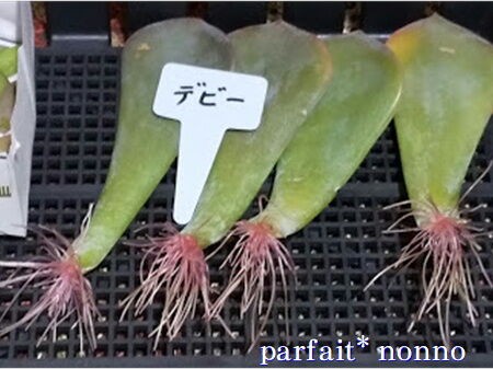 7ヶ月間イカの葉挿しから ついに新芽が Parfait Nonno ﾊﾟﾌｪ ﾉﾝﾉ