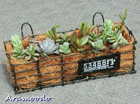 ワイヤーバスケットに多肉ちゃんを💛 : ☆ Aramoodo 雑記 ☆