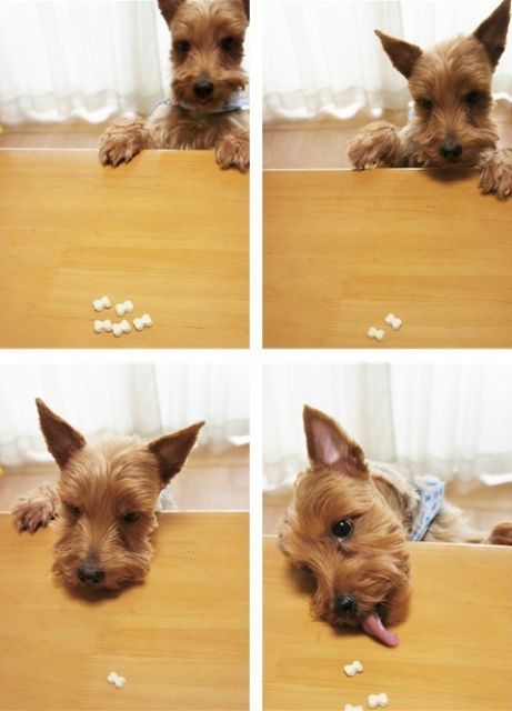 マロンだ　ヨークシャーテリア ☆*:.｡. 🐶足がまっすぐキレイで、 モデルさんみたいって言われ