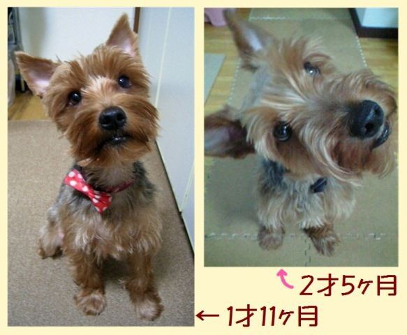 ジャンボヨーキー マロンの写真 ♫ : ☆ Aramoodo 雑記 ☆