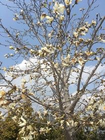 春先の花 阪急西宮ガーデンズにて すばるのblog