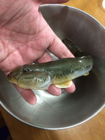 モエビでハゼ 趣味の部屋