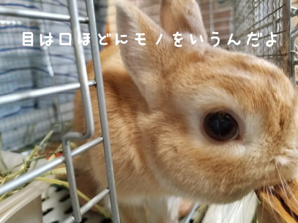 うさぎさんの目 ラルフとアリス