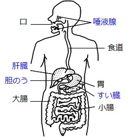 Science 超速まとめ 動物 細胞 消化と吸収 働きアリ