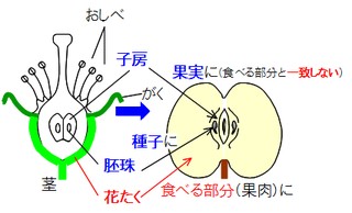 Science 子房 胚珠 果実 種子 真果 偽果と リンゴやイチゴ 働きアリ