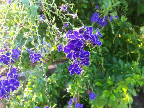 デュランタ宝塚の由来はお花の深い紫色と白い縁取りが 美しいタカラジェンヌが正装した袴姿を思わせる かららしい アロタン アロマテラピーの語源のお話 デュランタ宝塚の由来はお花の深い紫色と白い縁取りが 美しいタカラジェンヌが正装した袴姿を思わせる かららしい アロタン アロマテラピーの語源のお話