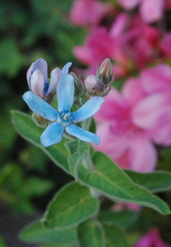 ブルースターのお花が咲きました 花言葉は 信じあう心 アロタン アロマテラピーの語源のお話