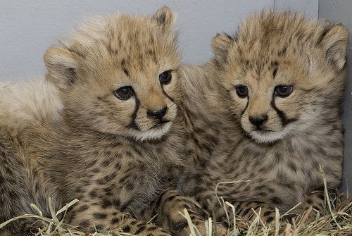 チーターの赤ちゃんPart2 / Cheetah Cubs Thriving at