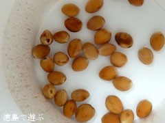 吉良のエドヒガン桜 種 選別 あるでよ Blog